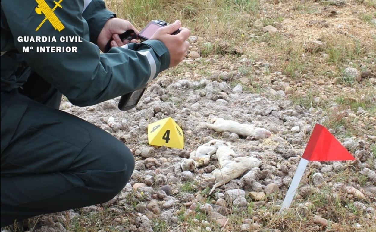 Un agente de la Guardia Civil fotografía a los cachorros muertos.