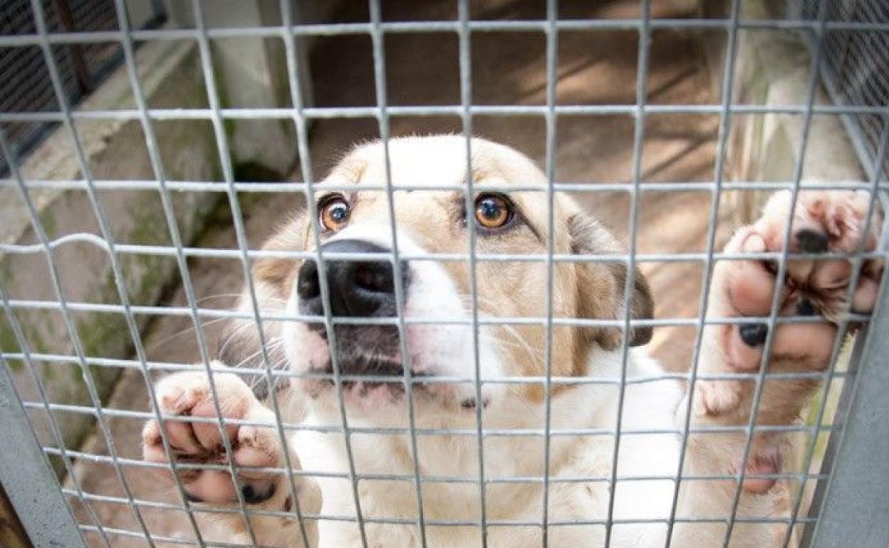 El Ayuntamiento confía en reducir el plazo de ejecución y tener la nueva perrera lista el próximo verano