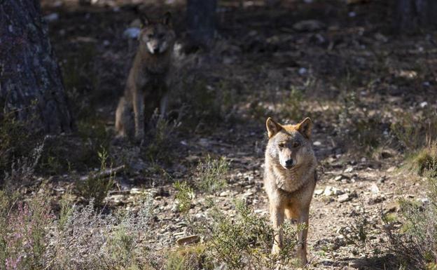 La Junta emprenderá medidas judiciales para evitar la protección del lobo al norte del Duero