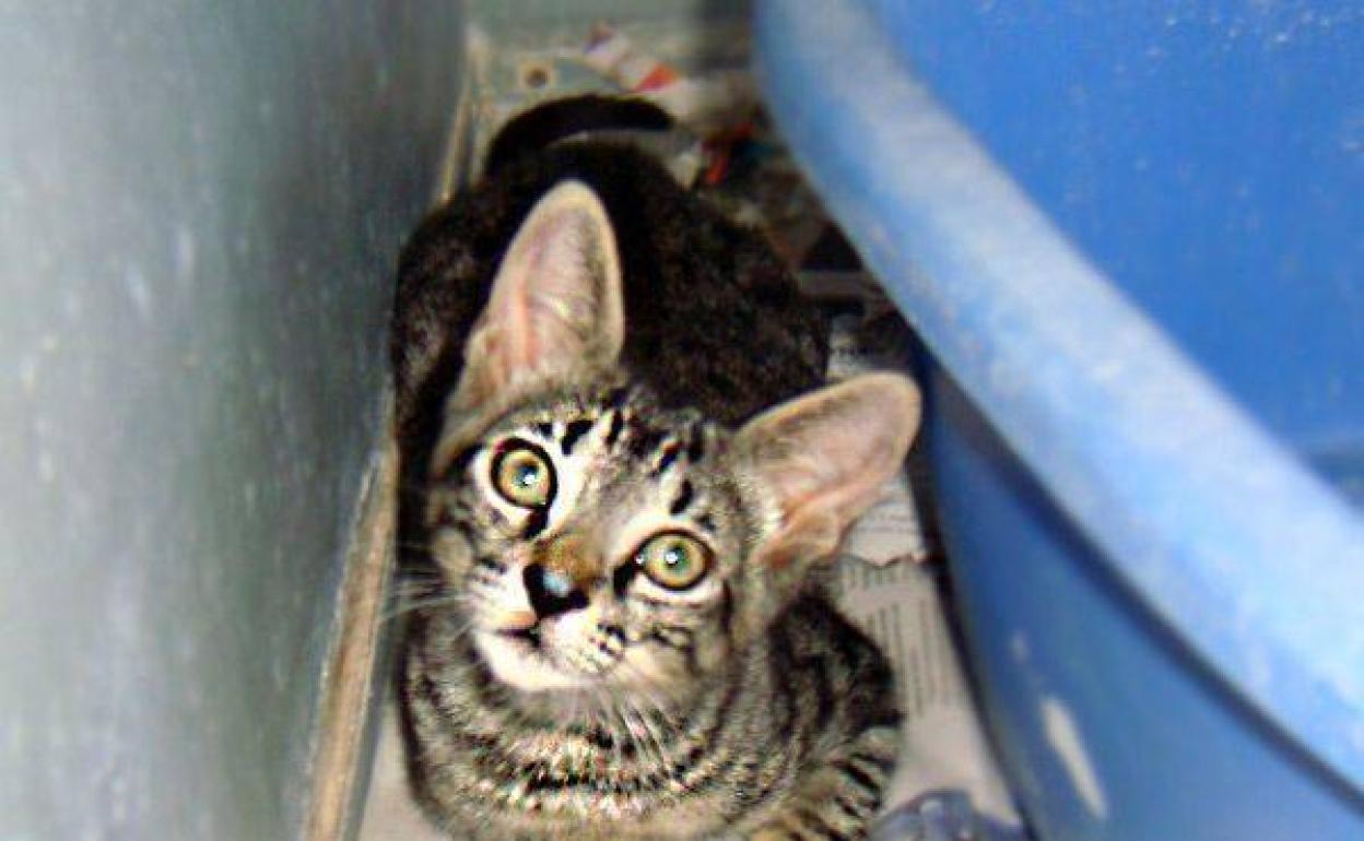 Imagen de archivo de un gato de la protectora de Burgos.