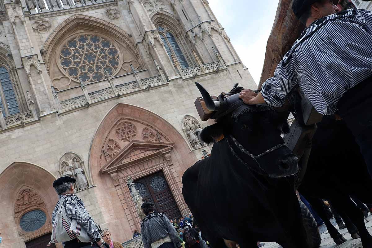 La Cabaña Real de Carreteros celebra el VIII Centenario de la Catedral de Burgos dedicándole su Ruta Carreteril 'El bosque de la Catedral'. Han acarreado una viga de cientos de años por el centro de Burgos. 