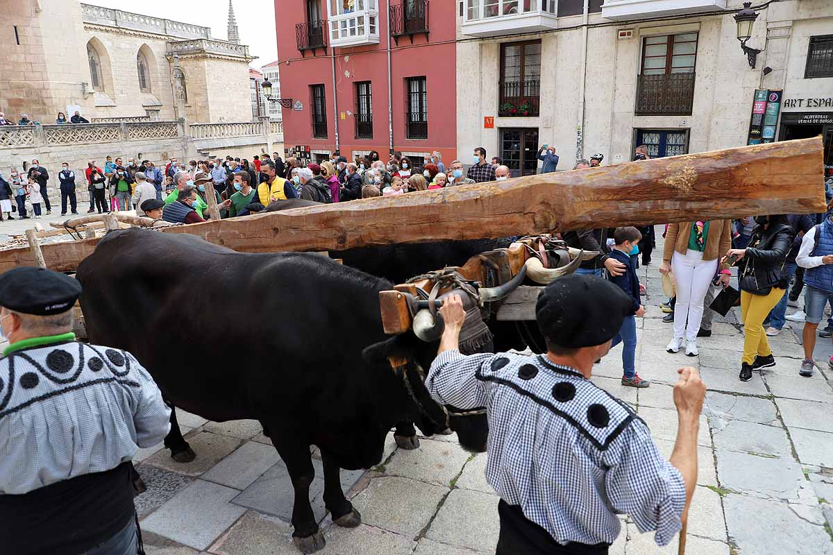 La Cabaña Real de Carreteros celebra el VIII Centenario de la Catedral de Burgos dedicándole su Ruta Carreteril 'El bosque de la Catedral'. Han acarreado una viga de cientos de años por el centro de Burgos. 