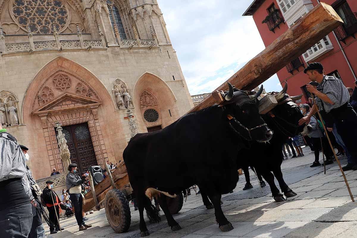 La Cabaña Real de Carreteros celebra el VIII Centenario de la Catedral de Burgos dedicándole su Ruta Carreteril 'El bosque de la Catedral'. Han acarreado una viga de cientos de años por el centro de Burgos. 