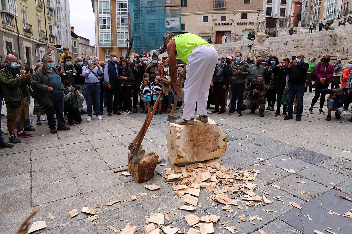 La Cabaña Real de Carreteros celebra el VIII Centenario de la Catedral de Burgos dedicándole su Ruta Carreteril 'El bosque de la Catedral'. Han acarreado una viga de cientos de años por el centro de Burgos. 