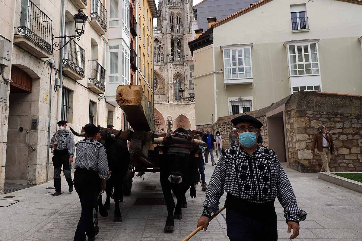 La Cabaña Real de Carreteros celebra el VIII Centenario de la Catedral de Burgos dedicándole su Ruta Carreteril 'El bosque de la Catedral'. Han acarreado una viga de cientos de años por el centro de Burgos. 