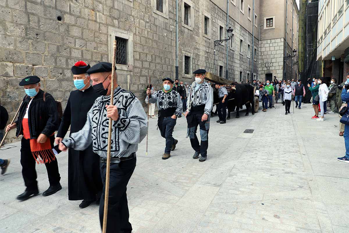 La Cabaña Real de Carreteros celebra el VIII Centenario de la Catedral de Burgos dedicándole su Ruta Carreteril 'El bosque de la Catedral'. Han acarreado una viga de cientos de años por el centro de Burgos. 