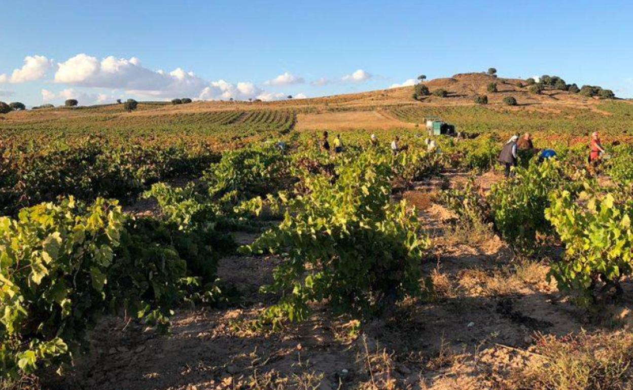 Campaña de vendimia del año anterior en la Ribera del Duero.