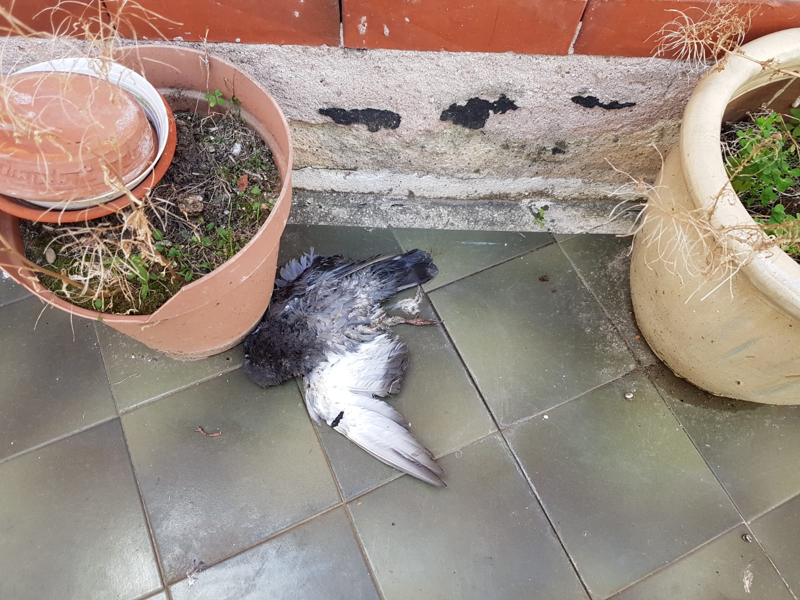 Una paloma muerta en la terraza del inmueble de Yolanda.