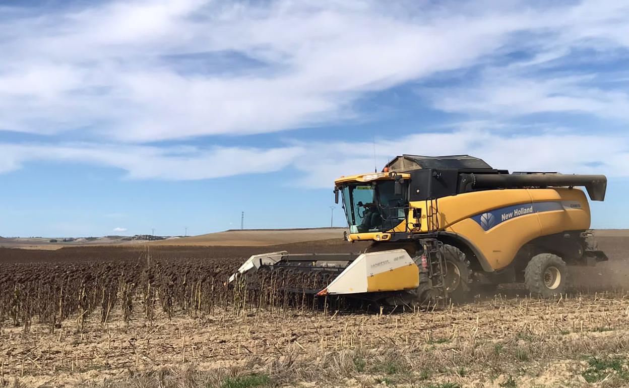 Siega de girasol ayer, en la localidad vallisoletana de Mota del Marqués. 