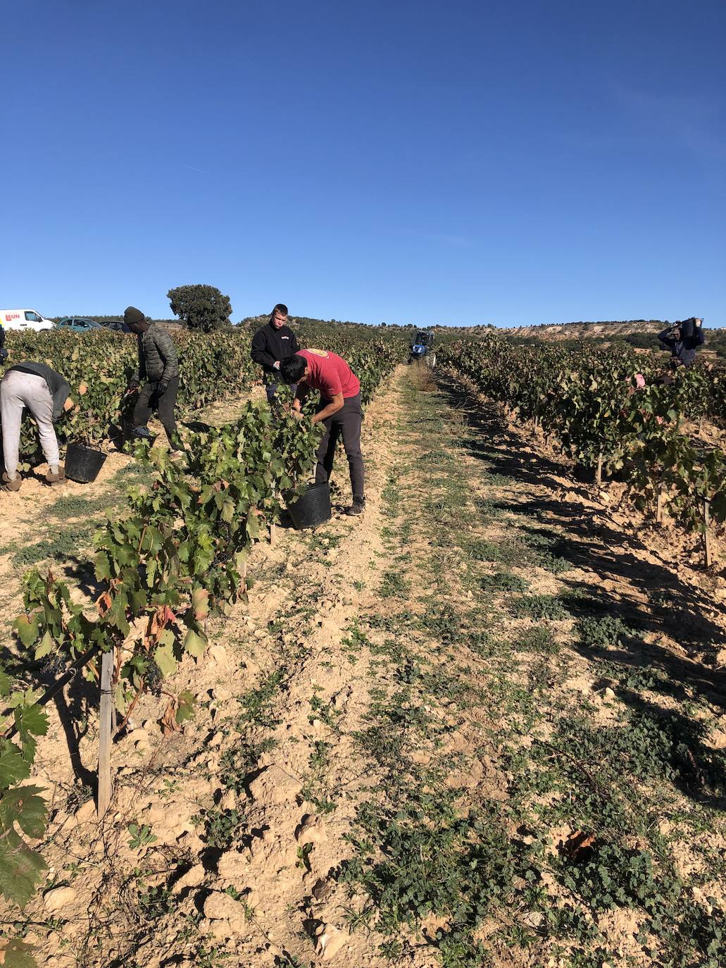 La Ribera del Duero se prepara para la campaña.