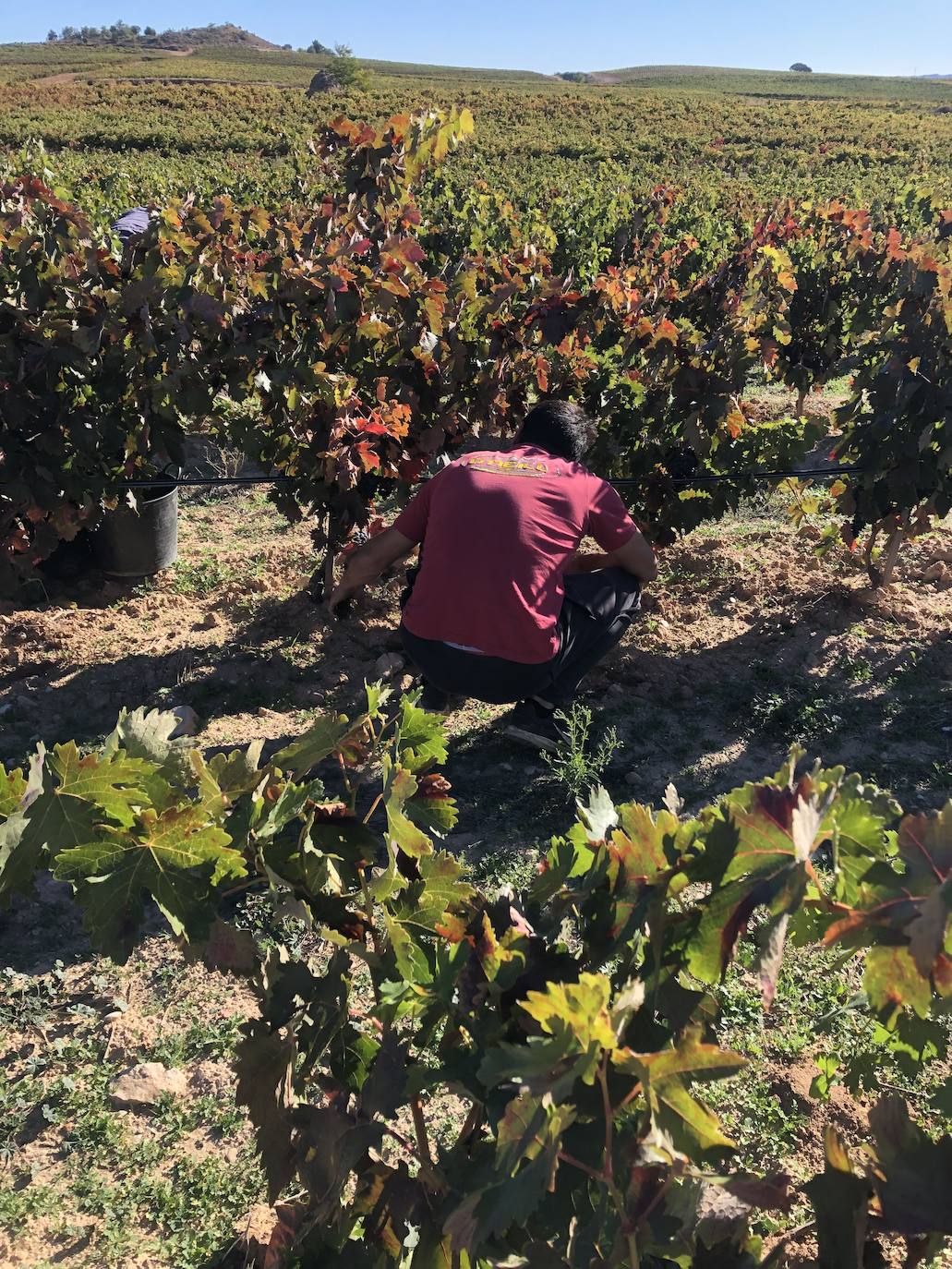 La Ribera del Duero se prepara para la campaña.