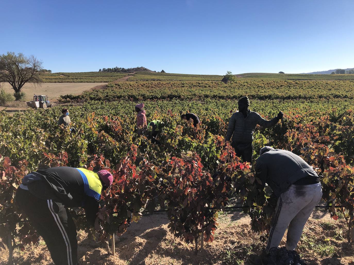 La Ribera del Duero se prepara para la campaña.