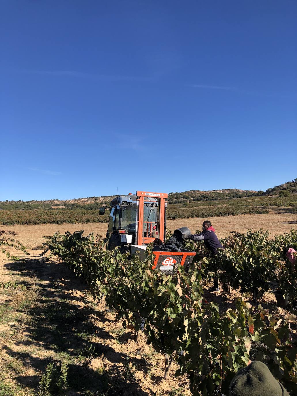 La Ribera del Duero se prepara para la campaña.