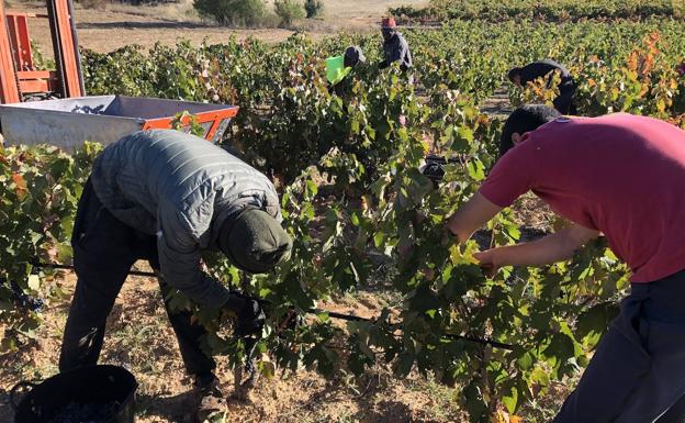 Ribera de Duero ya ha recogido 50.000 toneladas de uva a falta de los días de gran vendimia