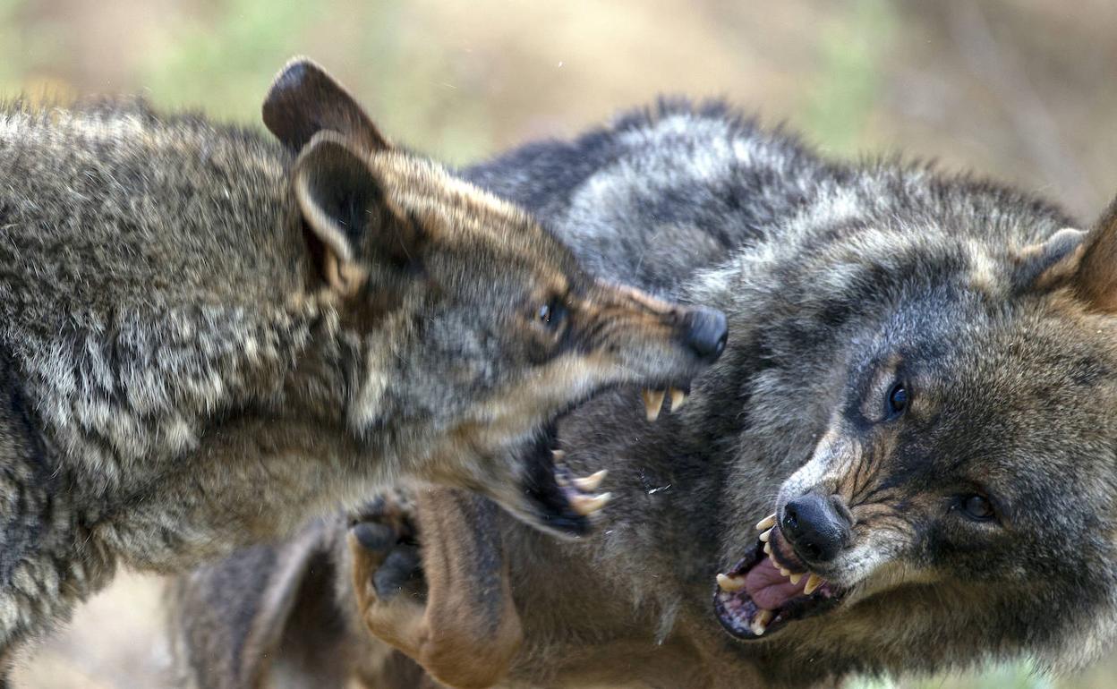 La protección del lobo choca con los intereres ganaderos de Castilla y León.