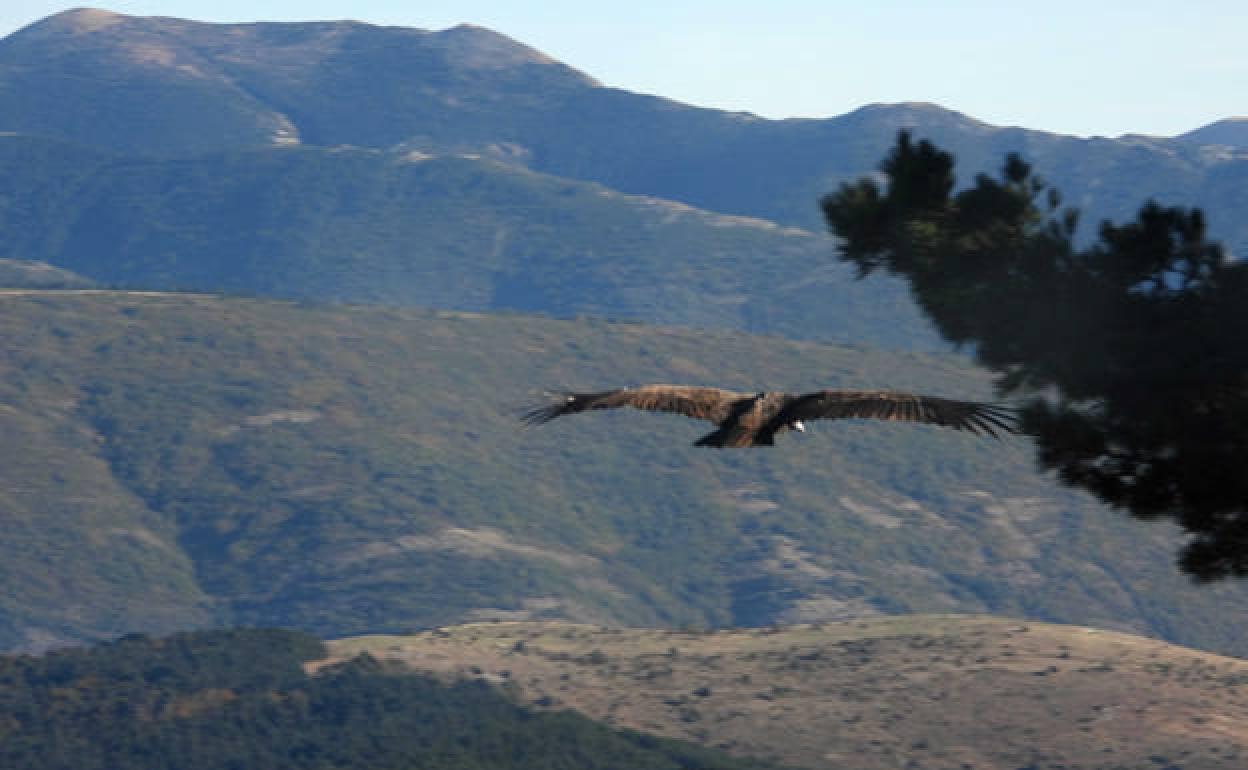 Veinte nuevos buitres negros vuelan ya libres en la Sierra de la Demanda