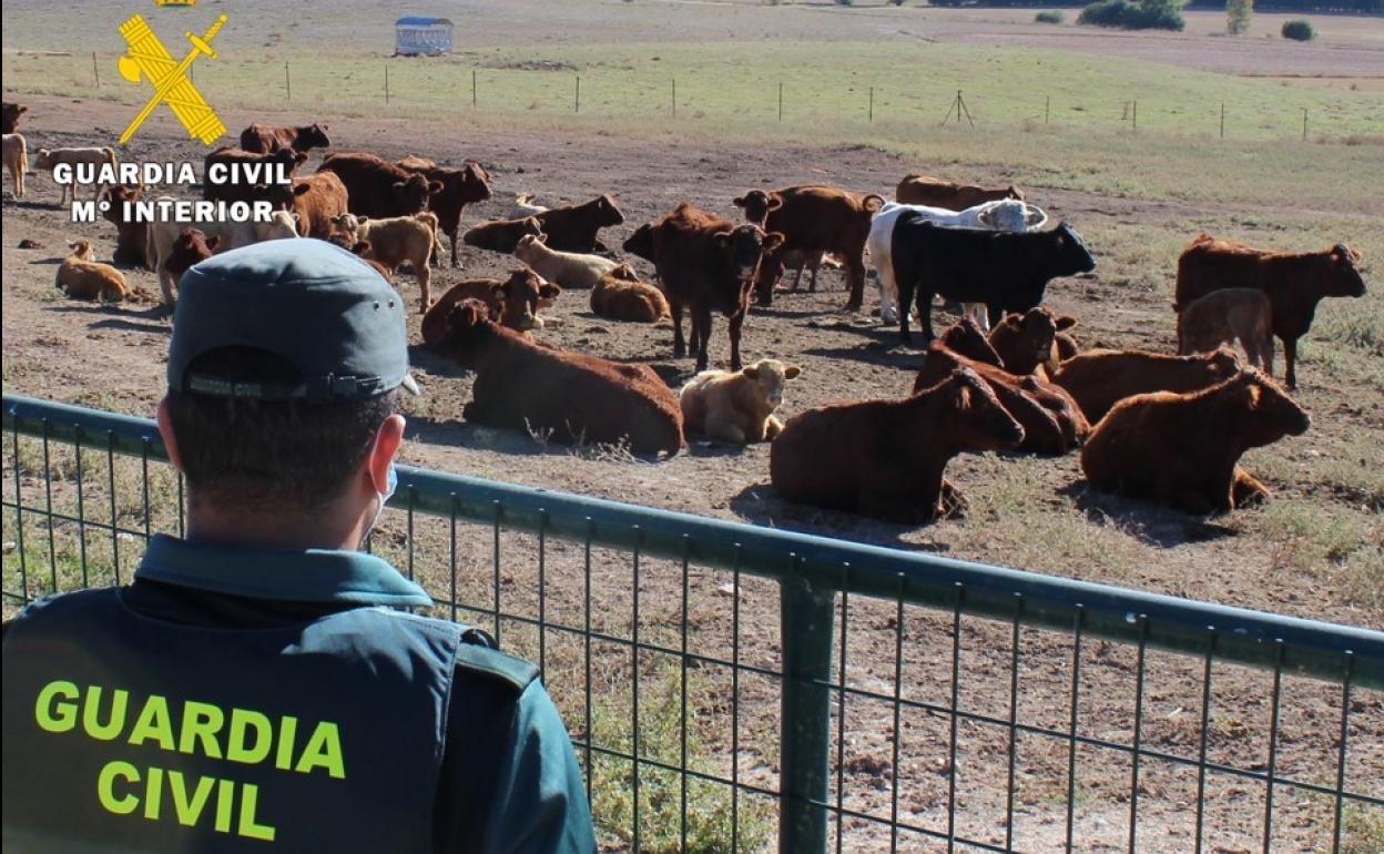 Un guardia civil, ante la explotación ganadera afectada.