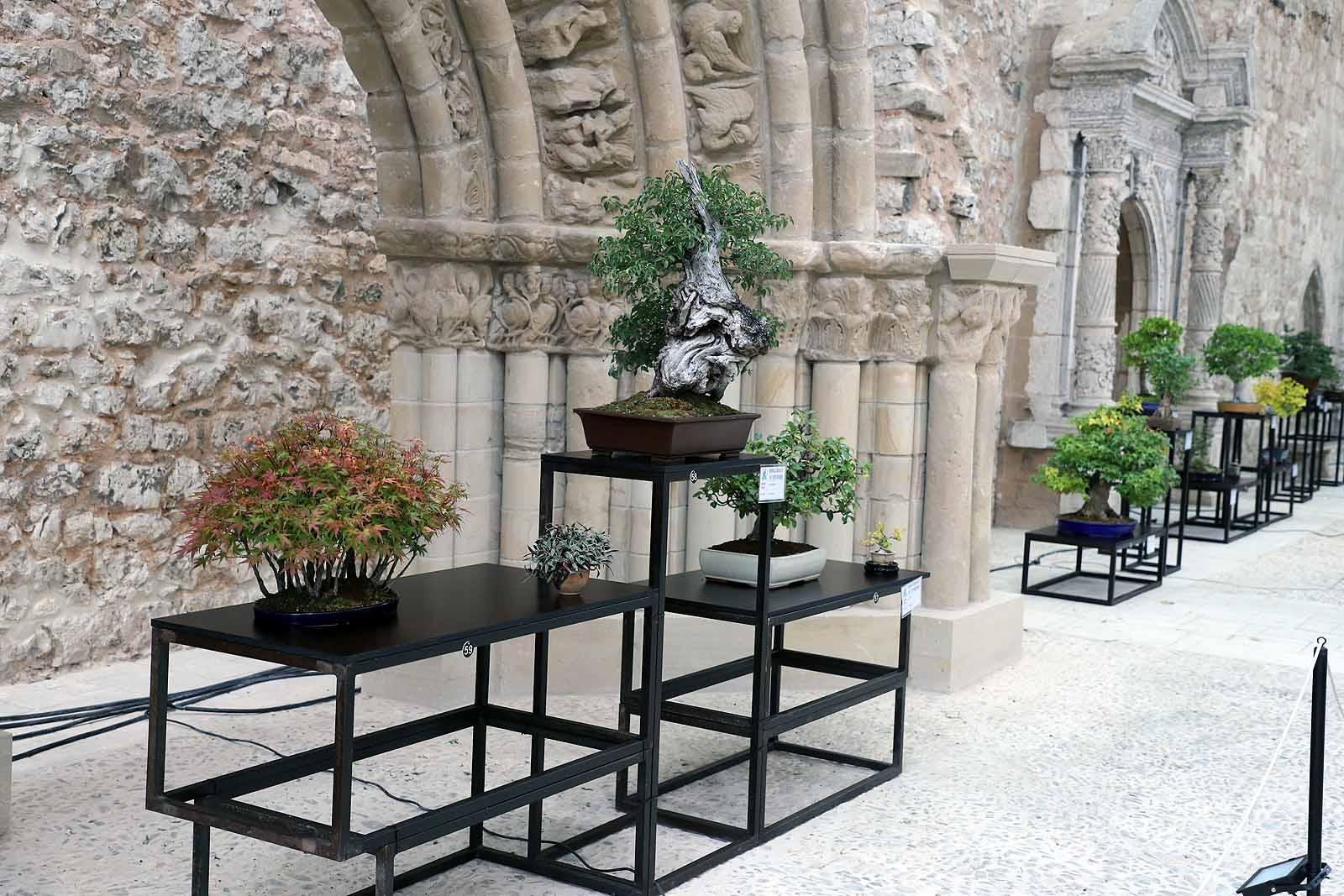 La Asociación Cultural Bonsái Burgos expone cerca de 60 árboles en el Monasterio de San Juan.