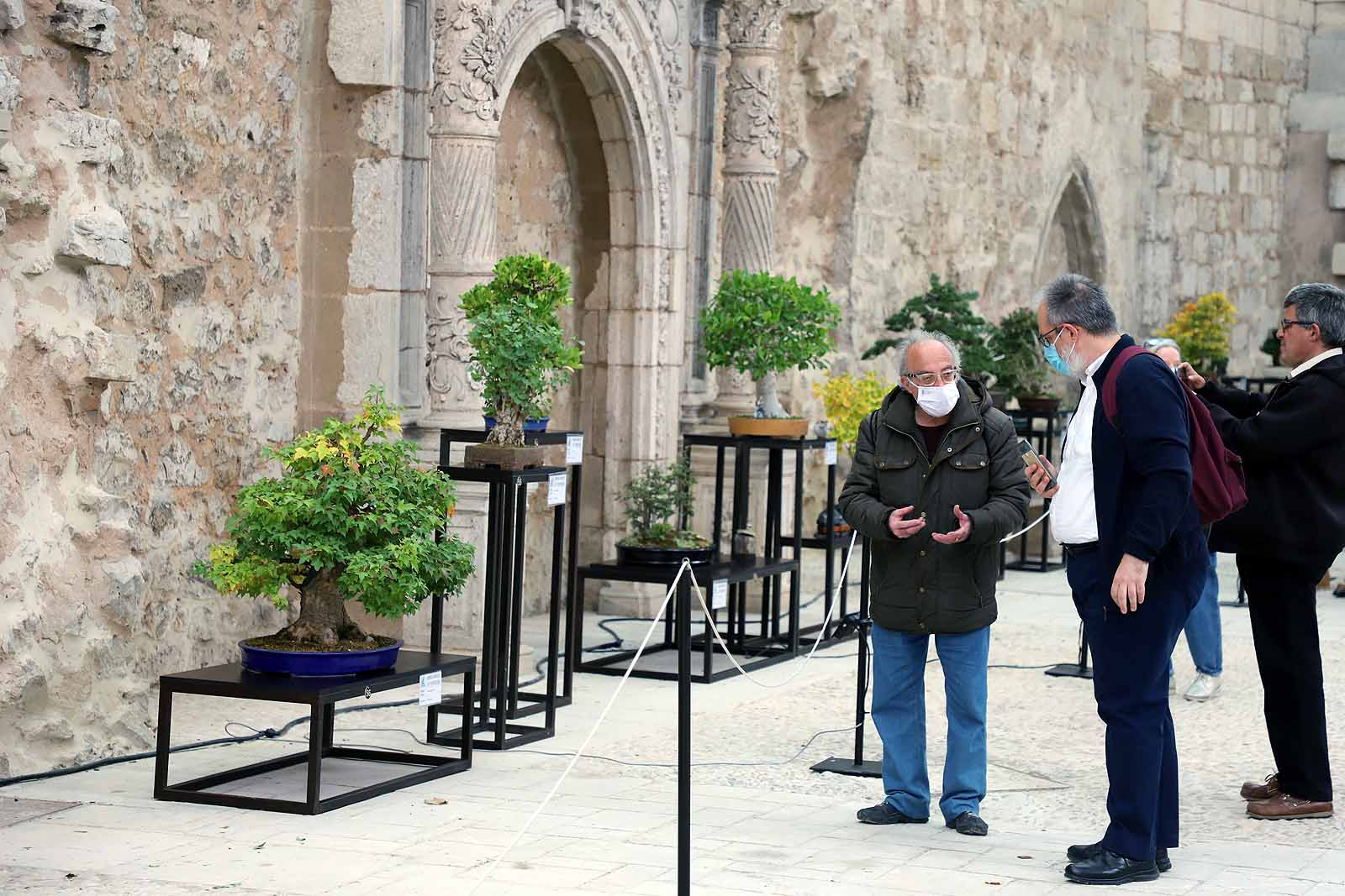 La Asociación Cultural Bonsái Burgos expone cerca de 60 árboles en el Monasterio de San Juan.