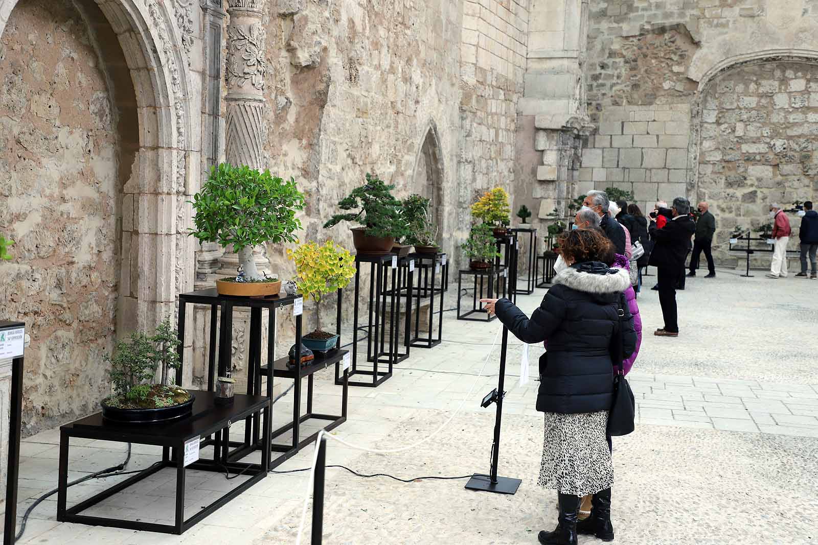 La Asociación Cultural Bonsái Burgos expone cerca de 60 árboles en el Monasterio de San Juan.