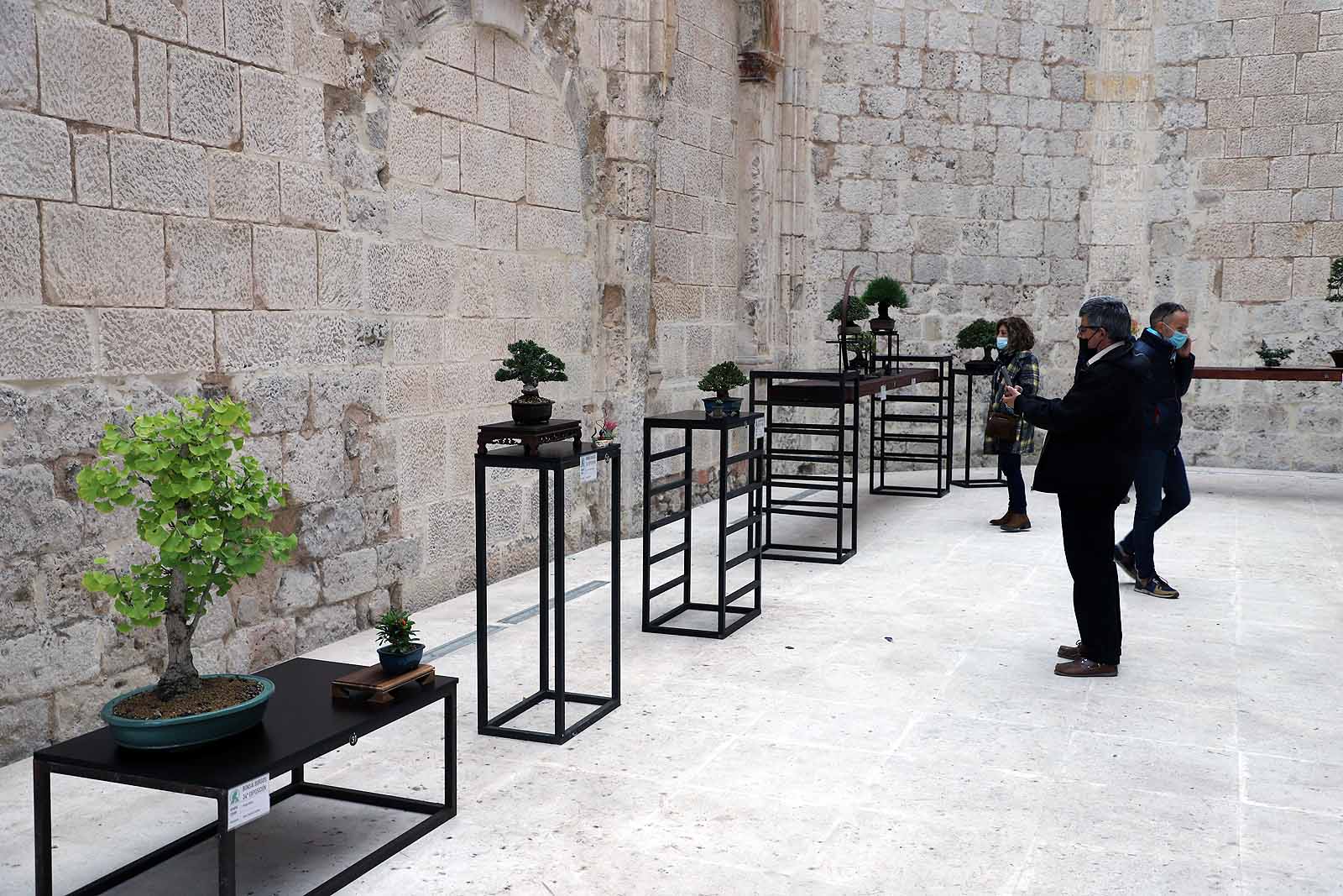 La Asociación Cultural Bonsái Burgos expone cerca de 60 árboles en el Monasterio de San Juan.