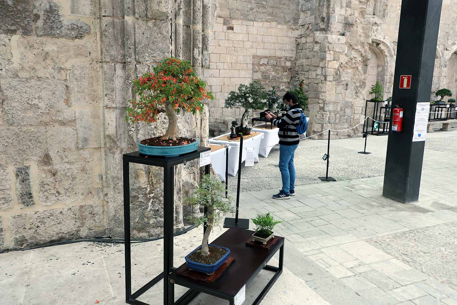 La Asociación Cultural Bonsái Burgos expone cerca de 60 árboles en el Monasterio de San Juan.