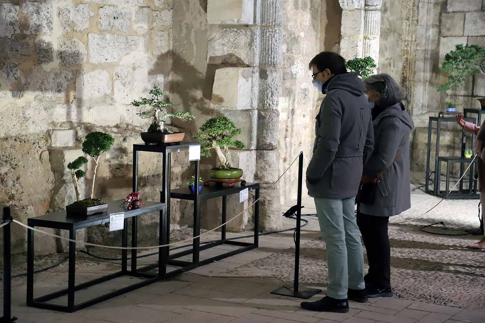 La Asociación Cultural Bonsái Burgos expone cerca de 60 árboles en el Monasterio de San Juan.