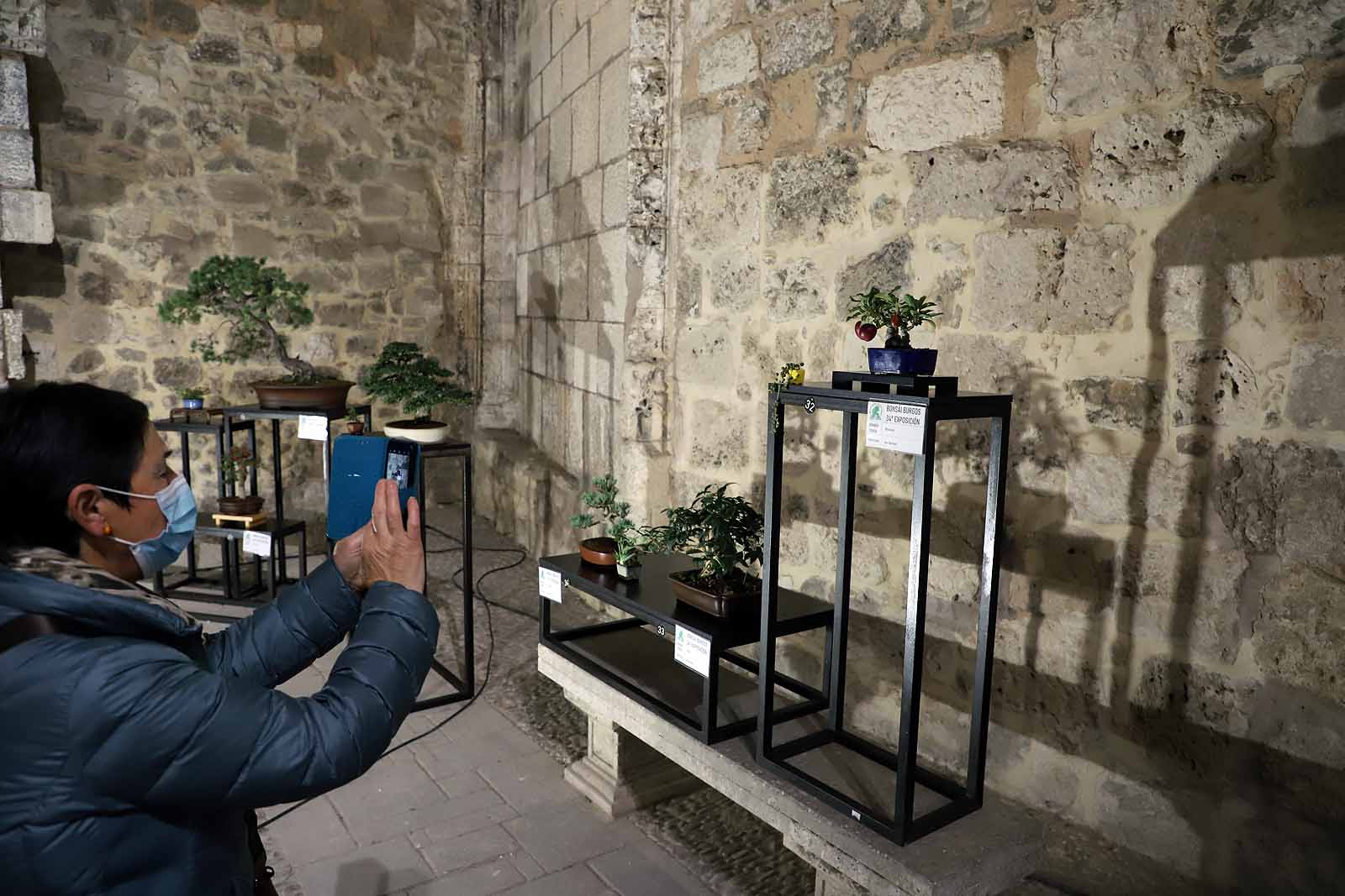 La Asociación Cultural Bonsái Burgos expone cerca de 60 árboles en el Monasterio de San Juan.