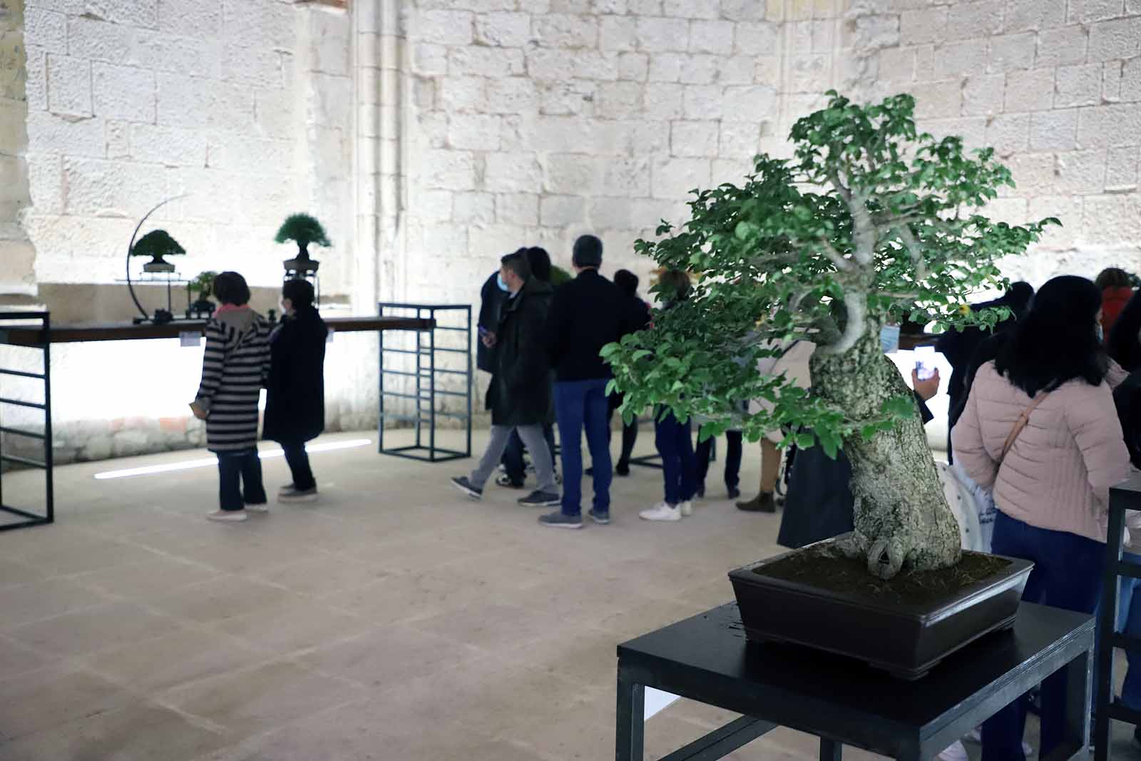 La Asociación Cultural Bonsái Burgos expone cerca de 60 árboles en el Monasterio de San Juan.