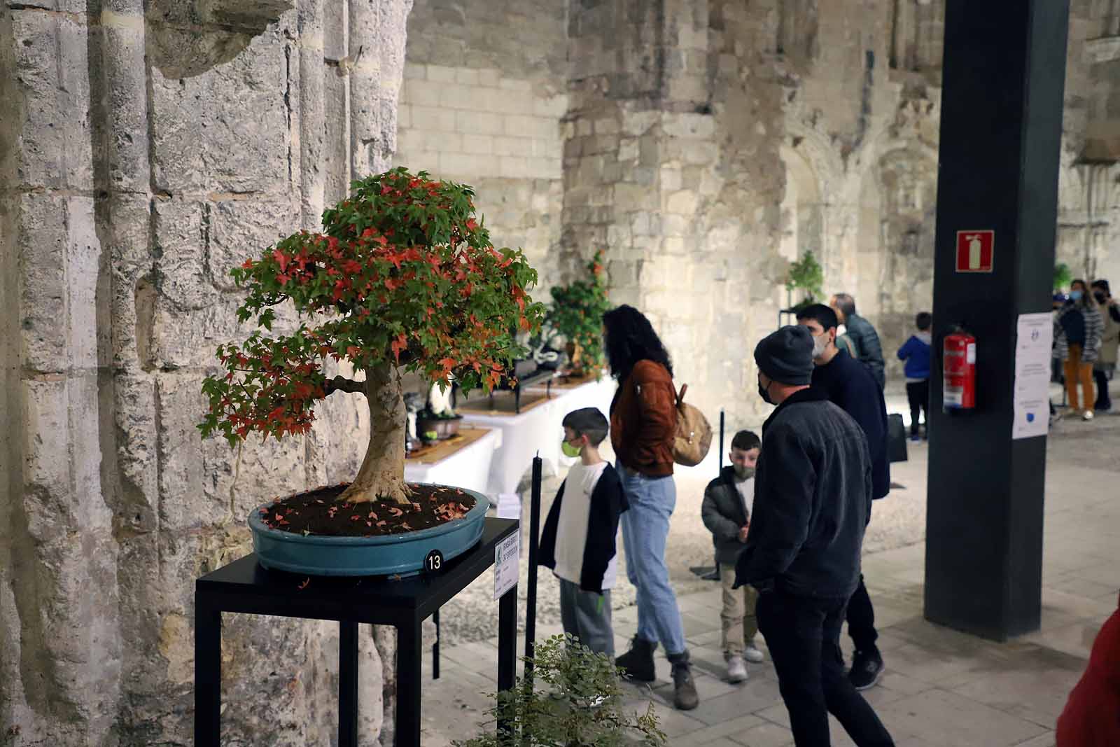 La Asociación Cultural Bonsái Burgos expone cerca de 60 árboles en el Monasterio de San Juan.