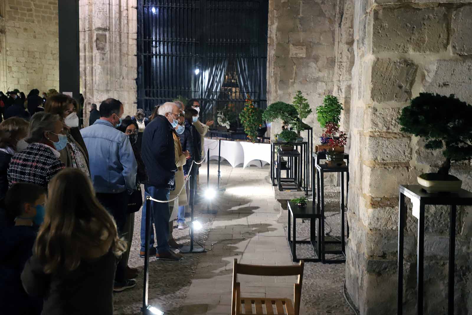 La Asociación Cultural Bonsái Burgos expone cerca de 60 árboles en el Monasterio de San Juan.