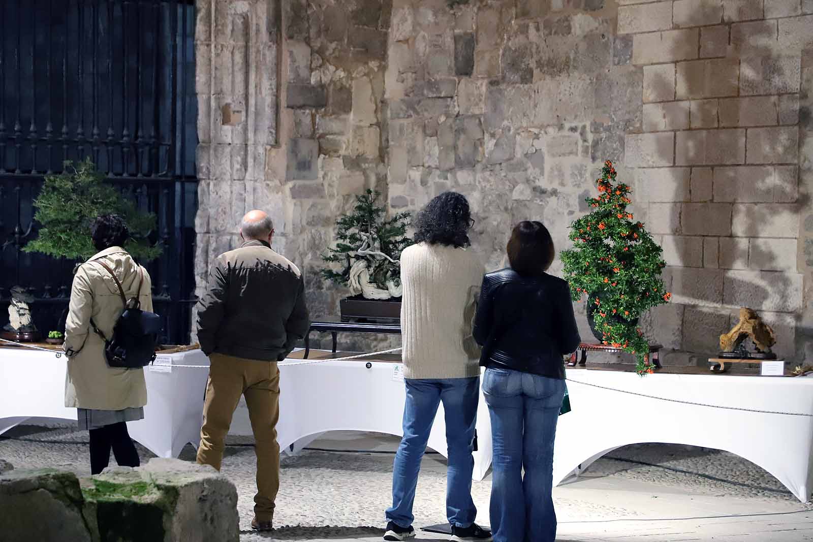 La Asociación Cultural Bonsái Burgos expone cerca de 60 árboles en el Monasterio de San Juan.