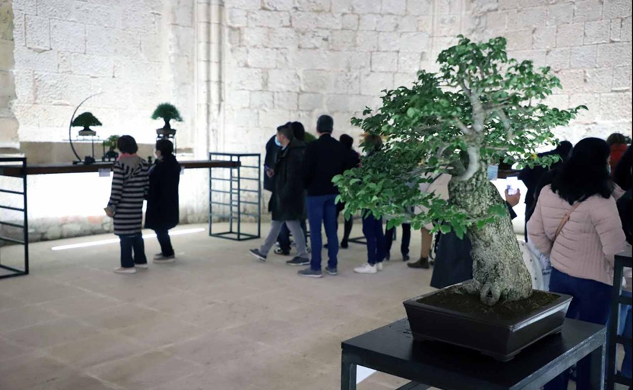 Uno de los ejemplares, en el Monasterio de San Juan.