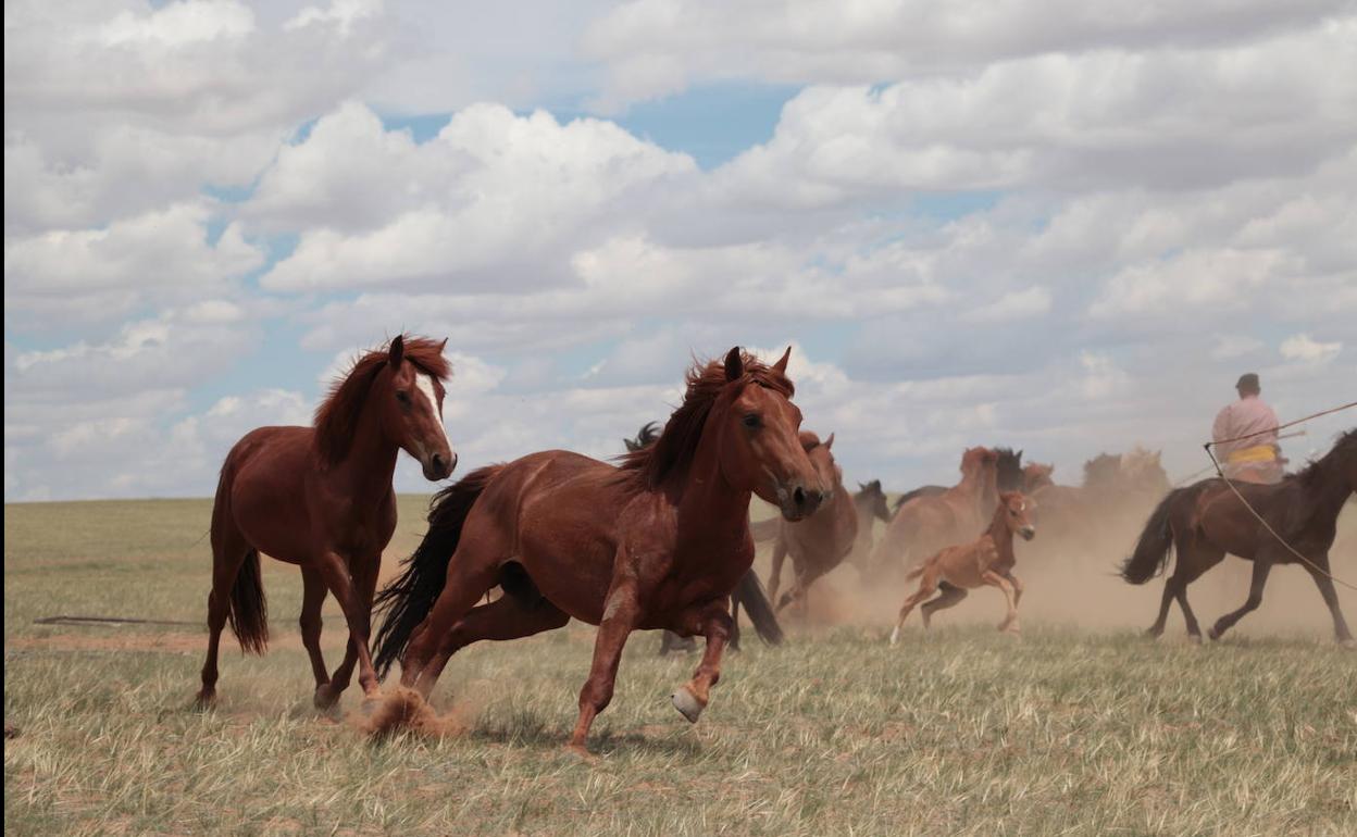 Una manada de caballos en las estepas de Mongolia, China. 