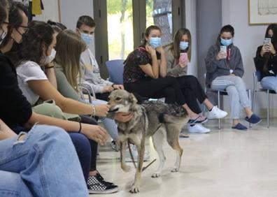 Imagen secundaria 1 - La UBU organiza un &#039;Taller con lobos&#039; para dar a conocer las características y vida de estos animales