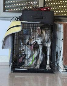 Imagen secundaria 2 - La UBU organiza un &#039;Taller con lobos&#039; para dar a conocer las características y vida de estos animales