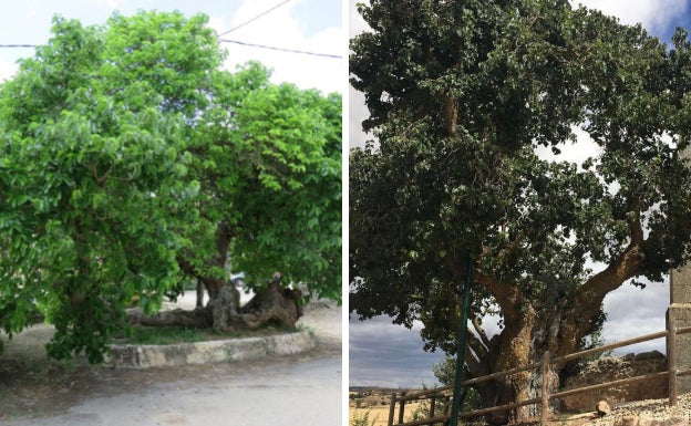 Provincia de Burgos: Dos morales burgaleses optan a ser el candidato español a Árbol Europeo del Año