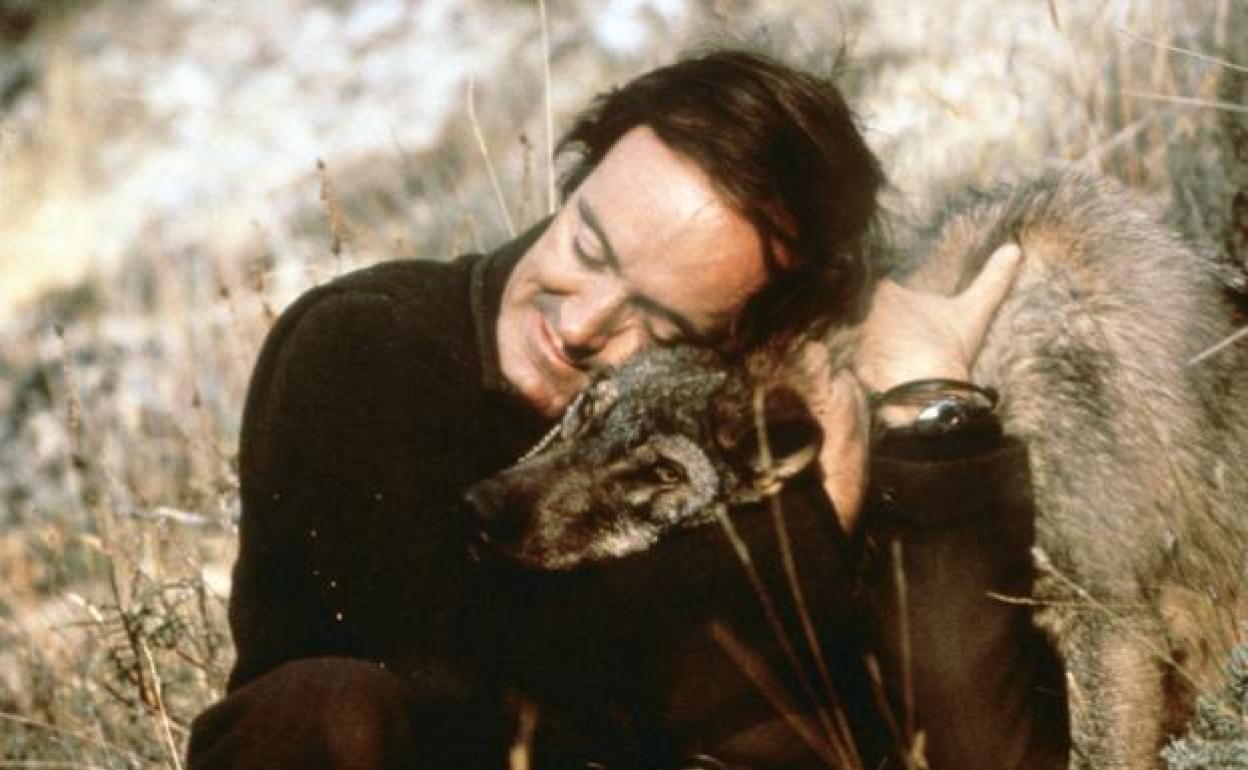 Imagen de archivo del naturalista Félix Rodríguez de la Fuente junto a un lobo. 