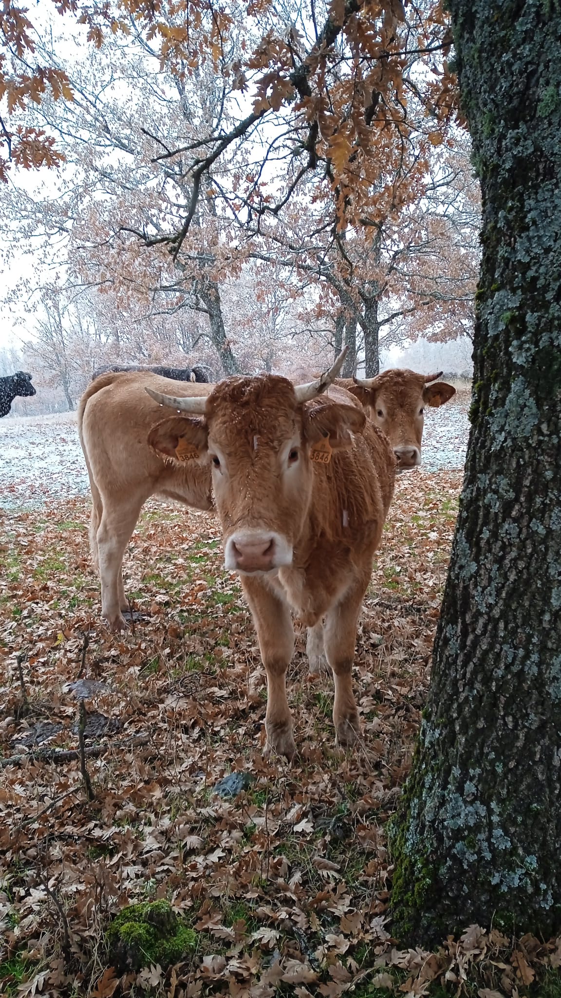 Fotos: Caen los primeros copos en Burgos, en alerta por nieve