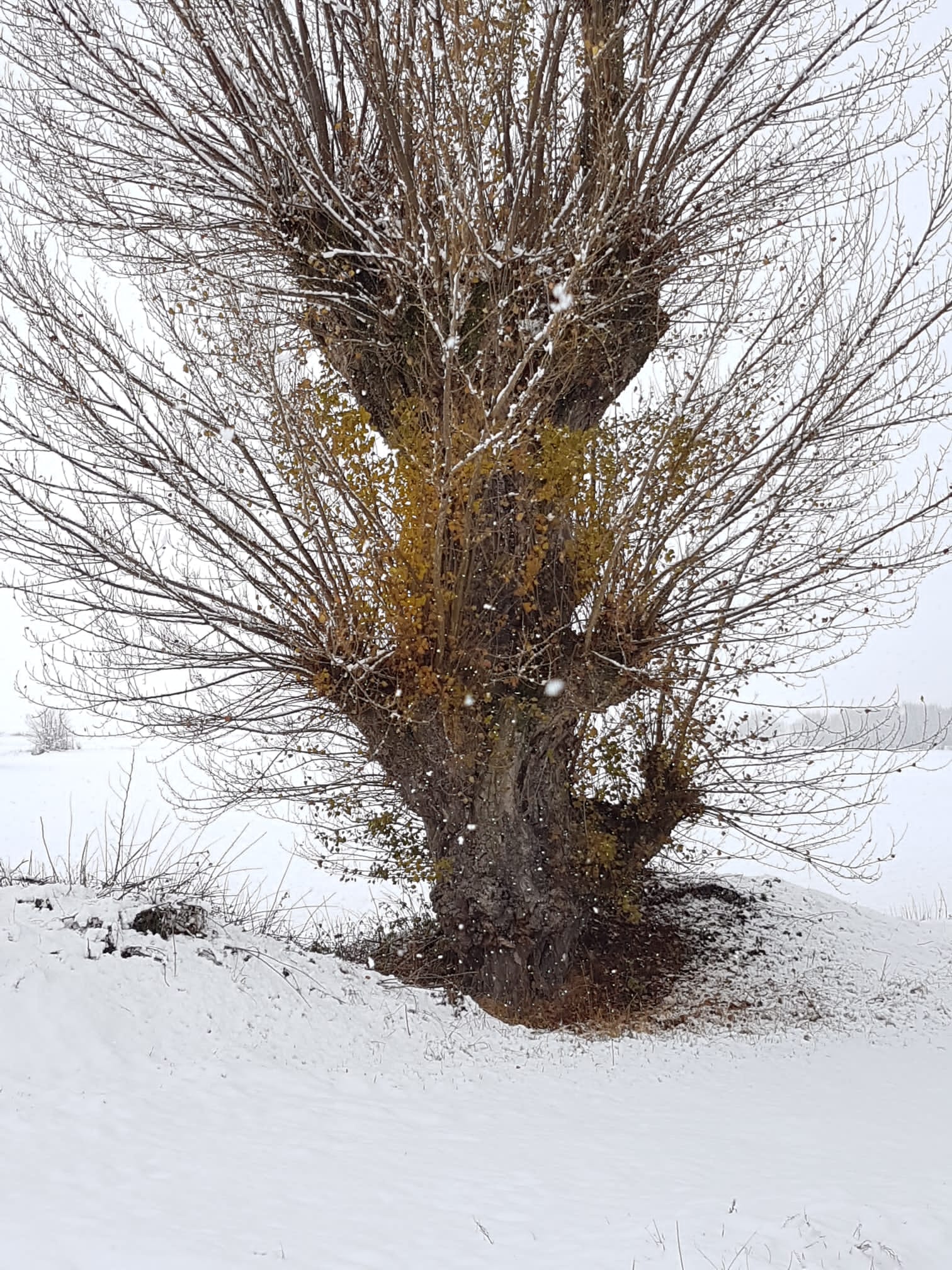 Fotos: La nieve se extiende por la provincia de Burgos