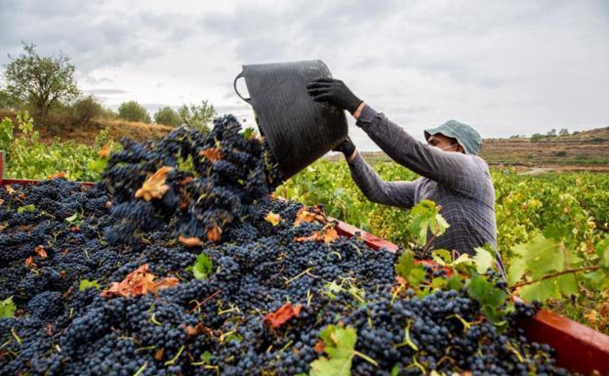 Recogida la uva en la Ribera del Duero