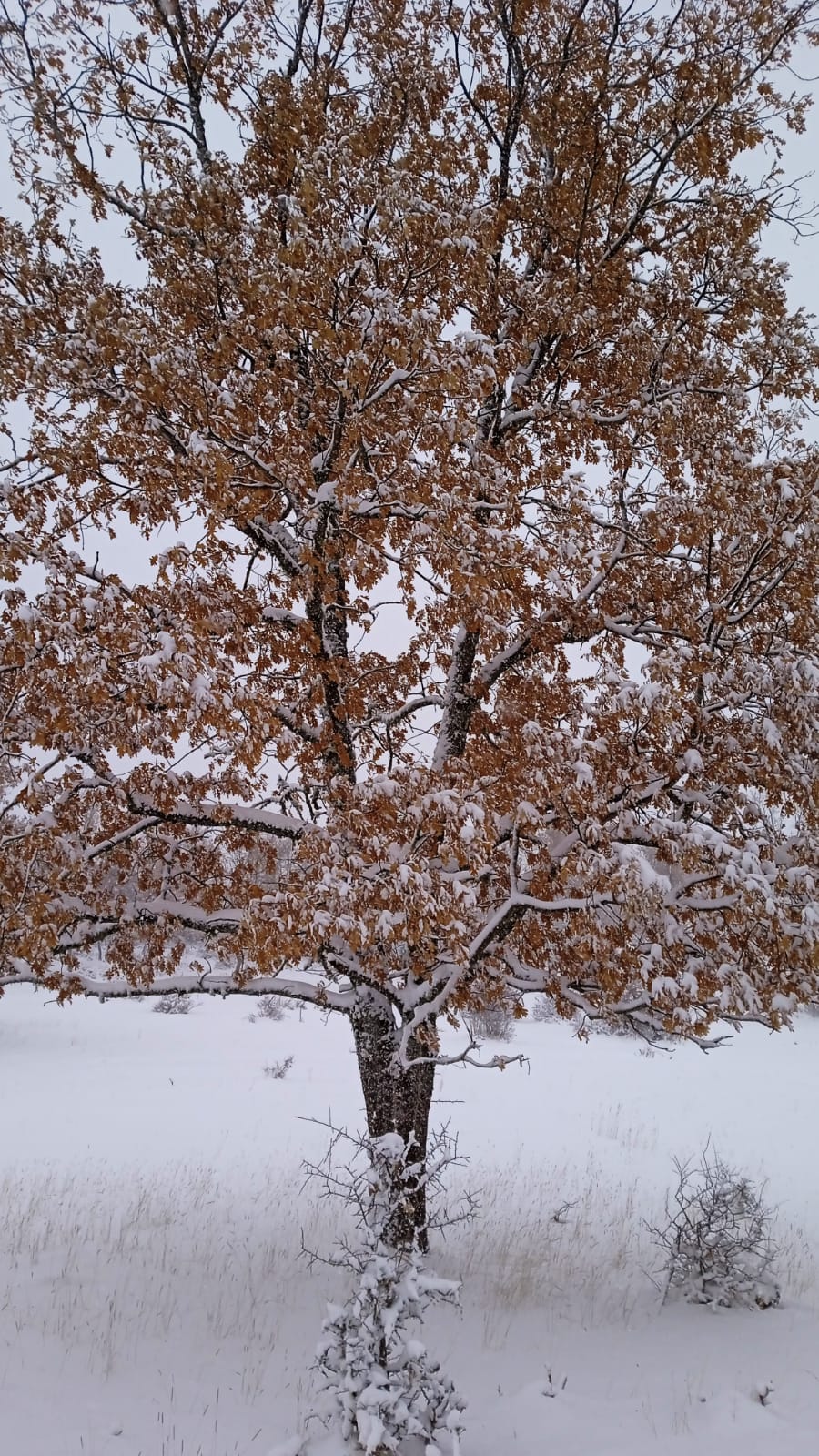 Fotos: La nieve aprovecha la noche para cubrir la provincia