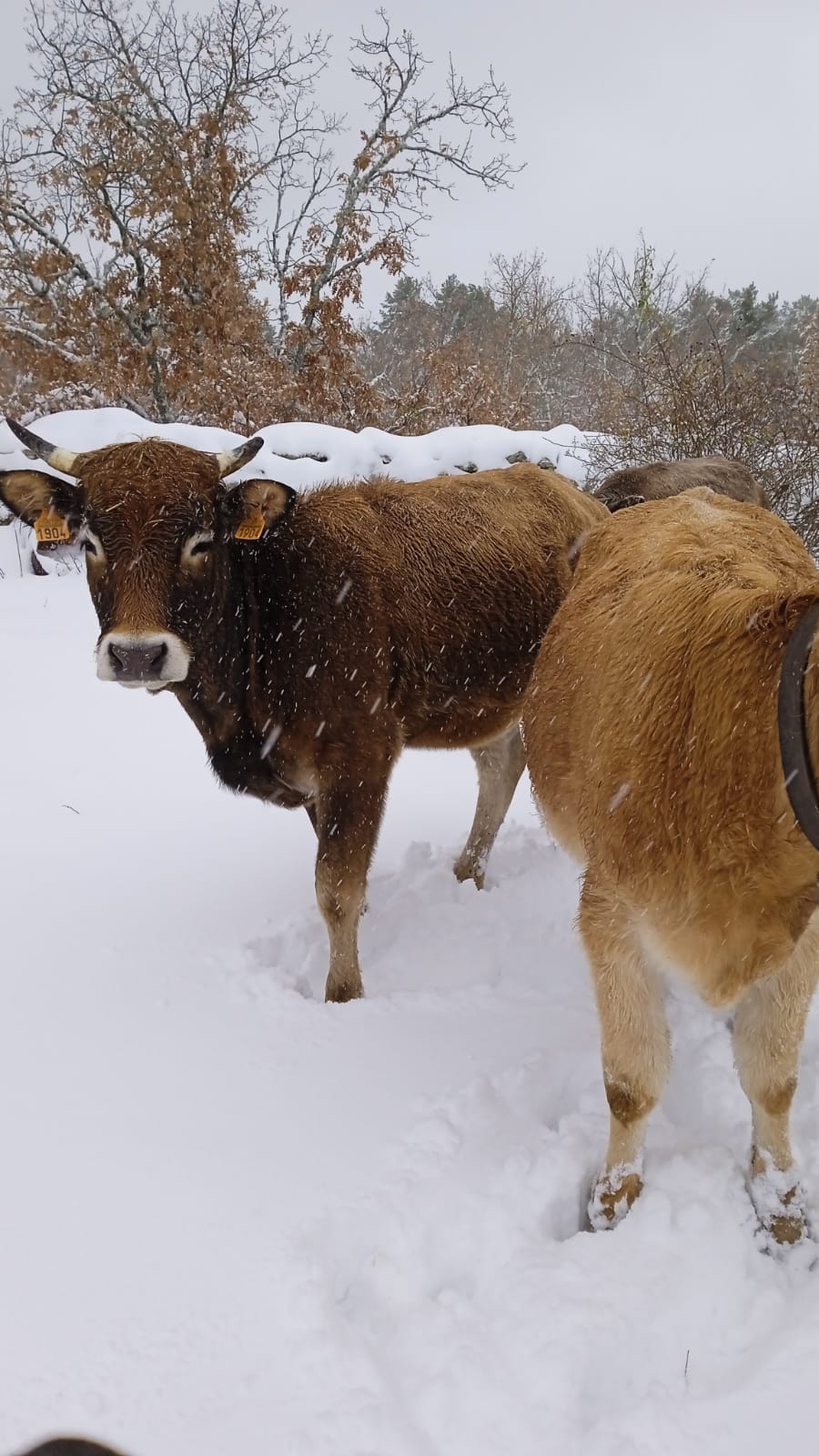 Fotos: La nieve aprovecha la noche para cubrir la provincia