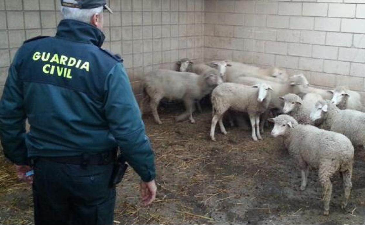 Imagen de archivo de la Guardia Civil en una explotación ganadera. 