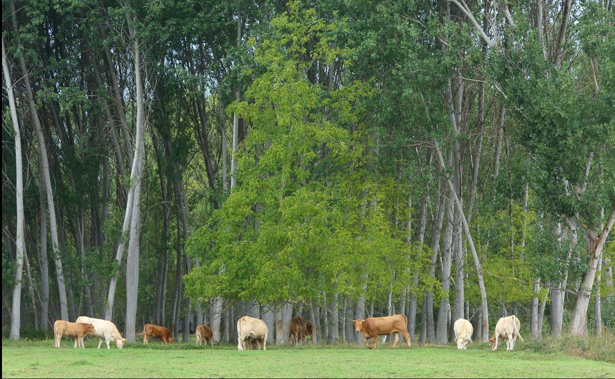 Un grupo de vacas en un prado cerca de Ponferrada. 