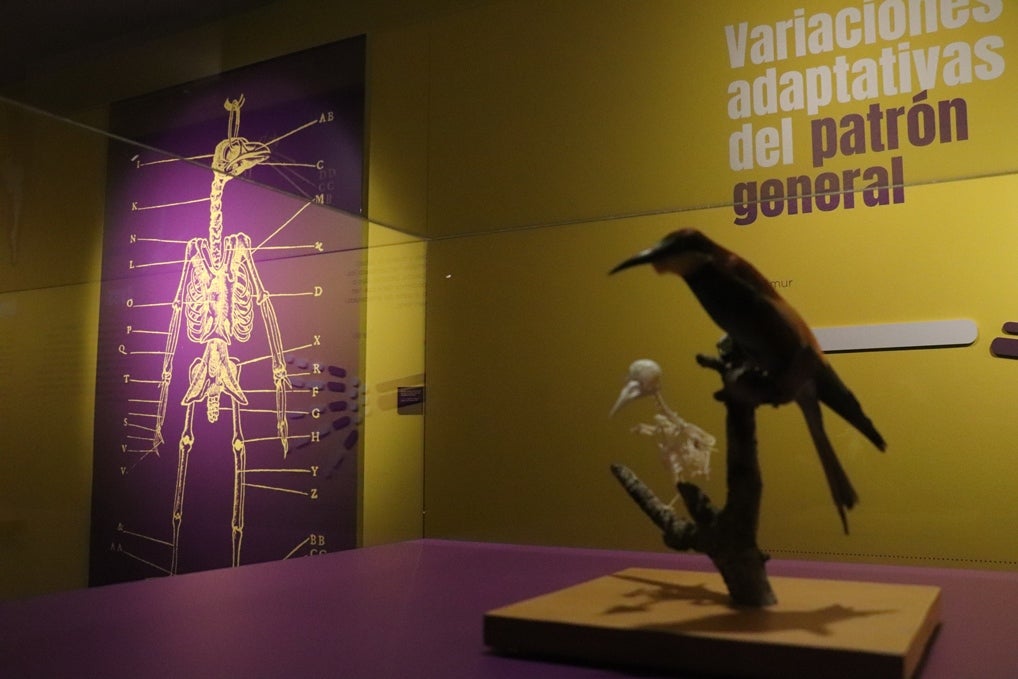 Fotos: La exposición &#039;Tenerse en pie&#039; explica con fósiles humanos de Atapuerca cómo nos hicimos bípedos