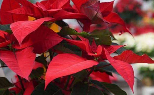 La flor de Pascua, la planta mejicana que conquista al mundo en Navidad