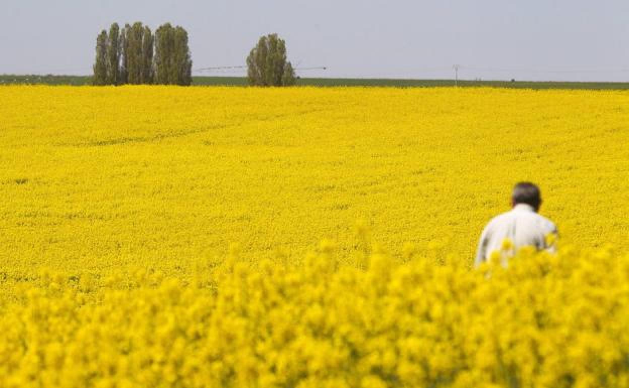 Cultivo de colza en SanMiguel de la Ribera (Zamora). 