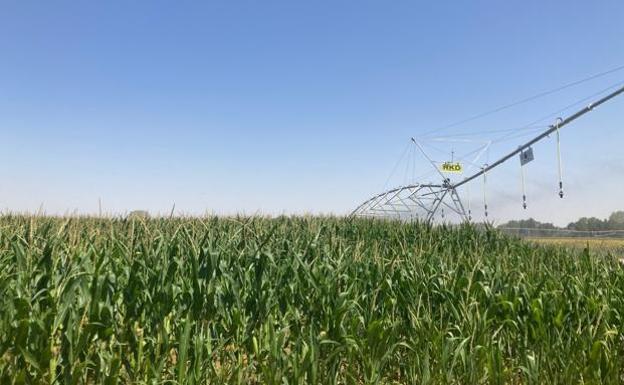 La superficie de regadío crece en casi 80.000 hectáreas en Castilla y León en la última década