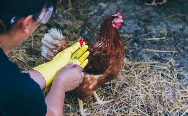 Vacunación en una granja para prevenir la gripe aviar. 